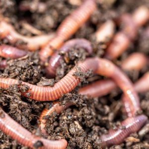 worms